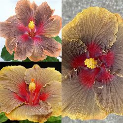 ハイビスカス：ダークコスモス 4.5号ポット植え