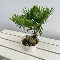 ザミア：フルフラセア　5号鉢植え26-02