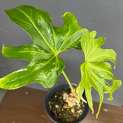 アンスリウム：ペダトラディアツム　4号鉢植え