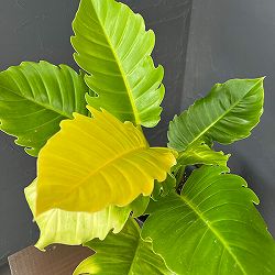 フィロデンドロン：プルート（黄金葉）　4号鉢植え26-01
