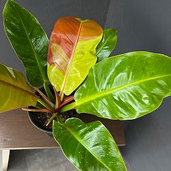 フィロデンドロン：トロピカルサンライズ斑入り　4号鉢植え26-01