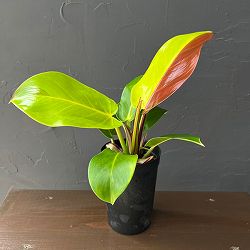 フィロデンドロン：イエローフレーム　3号鉢植え26-02