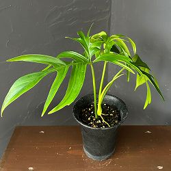 フィロデンドロン：グラッドハンズ　 3号鉢植え