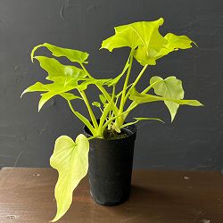フィロデンドロン：ワーセルウィッシー　フラバム　3号鉢植え26-01