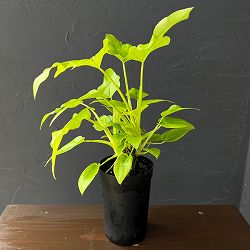 フィロデンドロン：ワーセルウィッシー　フラバム　3号鉢植え26-02