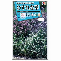わすれな草：アルペストリス混合 3袋セット[タキイ 花タネ]