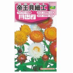 帝王貝細工（ヘリクリサム・テイオウカイザイク）  3袋セット[カネコ 花タネ]