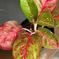 アグラオネマ：レッドワークス　4.5号鉢植え