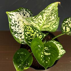 アグラオネマ：シルバーコスメティック　4.5号