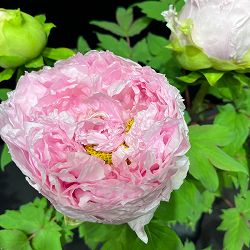 [26年9月中下旬予約]牡丹（ぼたん）：明日香（あすか）2～3年生苗6号鉢植え