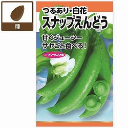 エンドウ：スナップえんどう(つるあり・白花) 2袋セット[野菜タネ　秋冬まき（寒地は春まき）]
