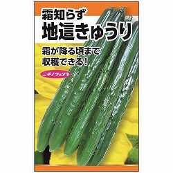 キュウリ：地這きゅうり（霜しらず）の種 2袋セット[野菜タネ]