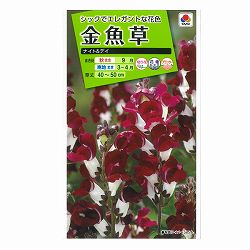 キンギョソウ（金魚草）： ナイト＆デイの種 3袋セット[タキイ 花タネ]
