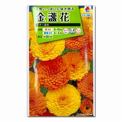 キンセンカ（金盞花）：スター 混合 3袋セット[秋・春まき 草丈60cm 切花に タキイ 花タネ]