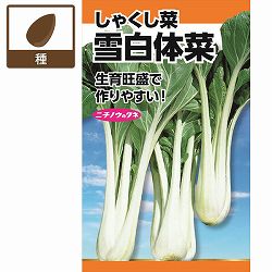 しゃくし菜：雪白体菜(せっぱくたいさい)　の種 3袋セット