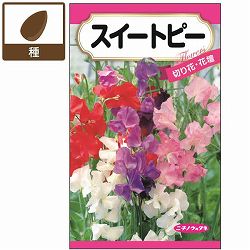 スイートピー：花色混合 の種 3袋セット[花タネ　秋まき（寒地は春まき）]