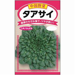タアサイ 2袋セット[中国野菜　肉厚のちぢみ葉　野菜タネ]