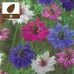ニゲラ：ペルシャンジュエル 2袋セット[タキイ 花タネ]