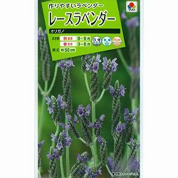 ラベンダー：レースラベンダー オリガノの種 2袋セット[タキイ 花タネ]