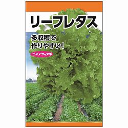 レタス：リーフレタスの種 2袋セット[野菜タネ]