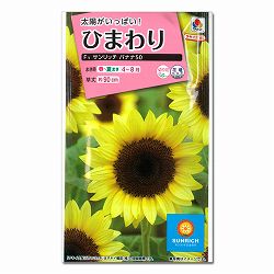 ヒマワリ：F1サンリッチバナナ50 2袋セット[タネ]