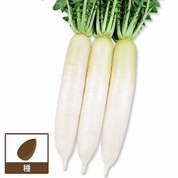 ダイコン（大根）：冬ぞなえ 2袋セット[野菜タネ]