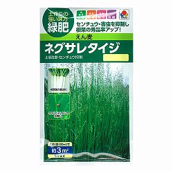 アウェナストリゴサ（エンバク野生種）：ネグサレタイジ 2袋セット[タネ]