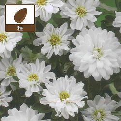 アスター：トゥモローホワイトの種 2袋セット[タキイ 花タネ]