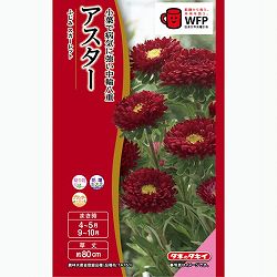 アスター：ふじみスカーレット 2袋セット[タキイ 花タネ]