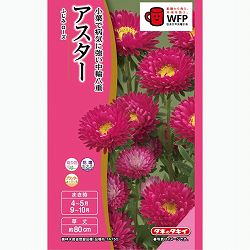 アスター：ふじみローズ 2袋セット[タキイ 花タネ]