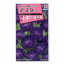 アスター：ブリリアン パープルの種 2袋セット[タキイ 花タネ]