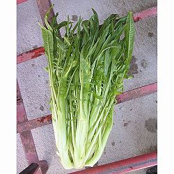 アスパラガスチコリ（プンタレラ・イタリア野菜） 2袋セット[野菜タネ]