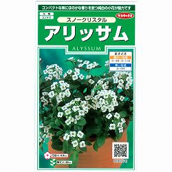 アリッサム：スノークリスタルの種 2袋セット[サカタ　花タネ]