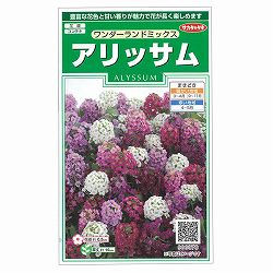 アリッサム：ワンダーランド ミックスの種 2袋セット[サカタ　花タネ]