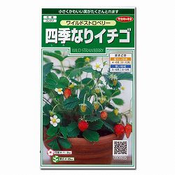 イチゴ：四季なりイチゴ　ワイルドストロベリー 2袋セット[タネ]