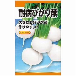 カブ：耐病ひかりかぶの種 2袋セット[野菜タネ]