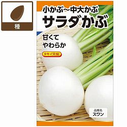 カブ種：サラダかぶ（スワン） 2袋セット[野菜タネ　秋まき（春まきも可能）]