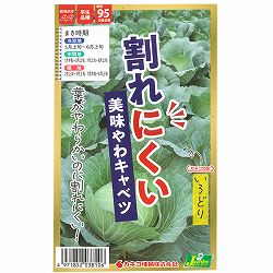 キャベツ：割れにくい やわうまキャベツ いろどり [春・夏まき 野菜タネ]* 2袋セット