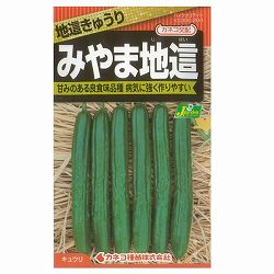 キュウリ：地這きゅうり みやま[野菜タネ]* 2袋セット