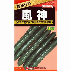 キュウリ：風神[野菜タネ]* 2袋セット