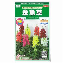 キンギョソウ（金魚草）：キャンディートップス　ミックスの種 2袋セット[サカタ　花タネ]