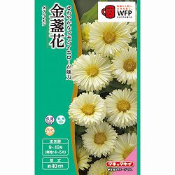 キンセンカ（金盞花）：ダブルレモン 2袋セット[タキイ 花タネ]