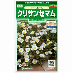 クリサンセマム：ノースポールの種 2袋セット[サカタ　花タネ]