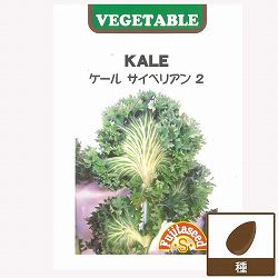ケール種：サイベリアン２　の種 2袋セット[夏まき　野菜のタネ]