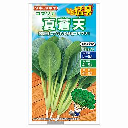 コマツナ：夏蒼天（ナツソウテン） 2袋セット[小松菜 タキイ 野菜タネ]