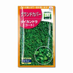 ダイカンドラ：1平米分（20ml） 2袋セット[タネ]