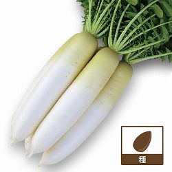 ダイコン（大根）：YR夏づくし（宇治交配） 2袋セット