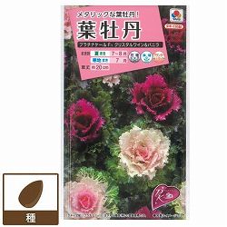 ハボタン（葉牡丹）：プラチナケール F1クリスタル ワイン＆バニラ 2袋セット[タキイ 草花タネ]