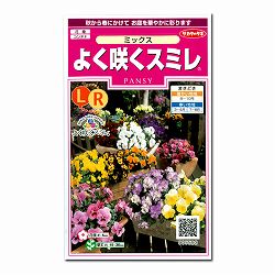 パンジー：よく咲くスミレ　ミックスの種 2袋セット[サカタ　花タネ]