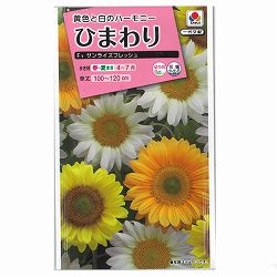 ヒマワリ：F1サンライズフレッシュ 2袋セット[タキイ 花タネ]